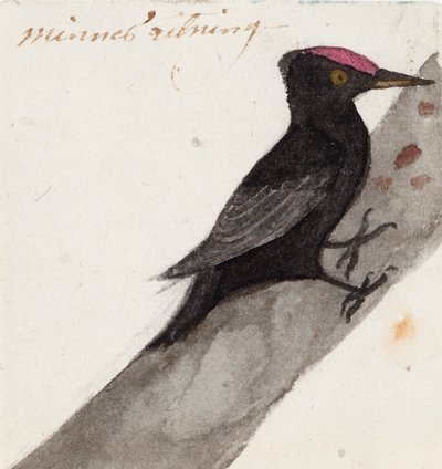 Dzięcioł czarny autorstwa Ferdinand von Wright