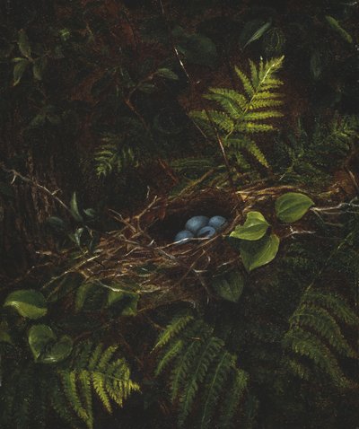 Ptasie gniazdo i paprocie, 1863 autorstwa Fidelia Bridges