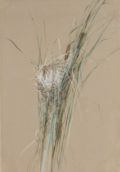 Ptasie gniazdo w Pałkowatych, ca. 1875. autorstwa Fidelia Bridges