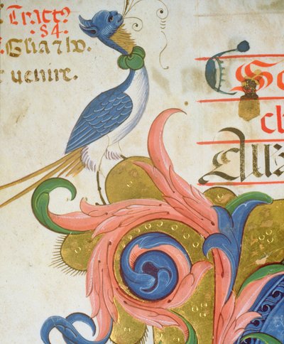 Mszał 515 f.28v Fantastyczny ptak z ludzką głową stojącą na rogu historycznego inicjału, szczegół z księgi chóralnej wykonany przed 1449 r. welin szczegół z 56724 autorstwa Filippo di Matteo Torelli