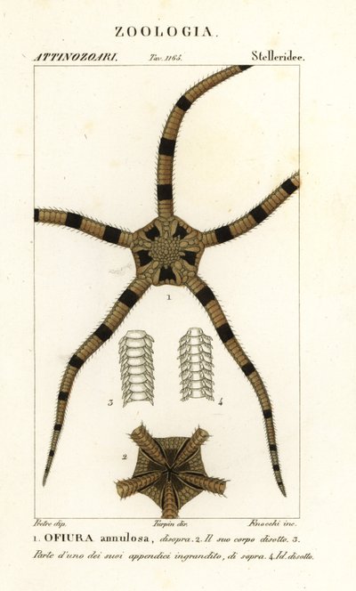 Krucha szkarłupnia gwiaździsta, Ophiomastix pierścieniowaty, Ophiura pierścieniowy autorstwa Finocchi Finocchi