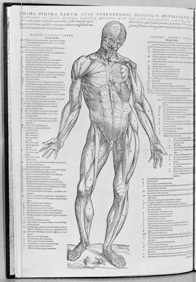 Studium anatomiczne, ilustracja z The Epitome of the Human Body autorstwa Andreasa Sheldona (1514-64) opublikowane w Bazylei, 1543 autorstwa Flemish School