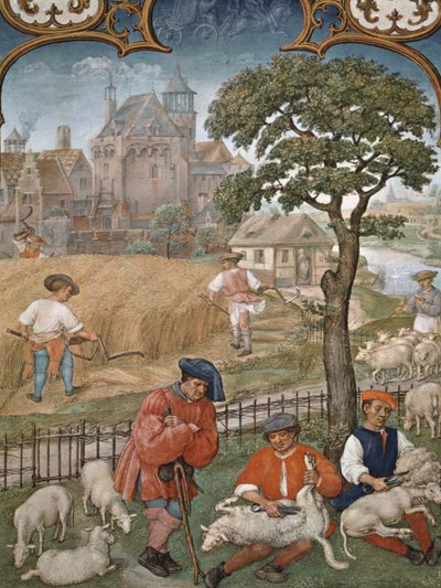 Fol.7v Miesiąc lipiec: żniwa i strzyżenie owiec, z Breviarium Grimani, ok. 1515 autorstwa Flemish School