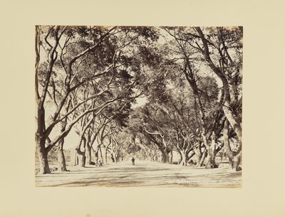 Kair, Allée de Choubra autorstwa Félix Bonfils
