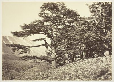 Cedry Libanu, ok. 1870. autorstwa Félix Bonfils