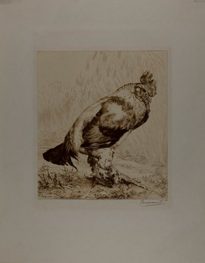 Stary Kogut autorstwa Félix Henri Bracquemond