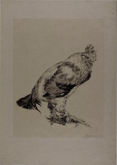 Stary Kogut autorstwa Félix Henri Bracquemond