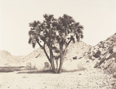 Okolice Fileh, Palmier Doum na wschodnim brzegu Nilu, 1851-52, druk 1853-54. autorstwa Félix Teynard