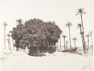 Esneh, palmy daktylowe, jawor i kawa na brzegu Nilu, 1851-52, wydrukowany w latach 1853-54. autorstwa Félix Teynard