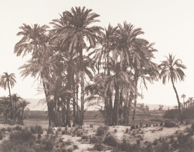 Karnak, Grupa palm daktylowych Widziana z punktu A, 1851-52, druk 1853-54. autorstwa Félix Teynard