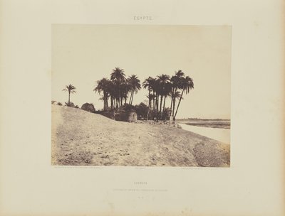 Luksor. Palmy daktylowe i ogród Luxor Expedition Garden autorstwa Félix Teynard