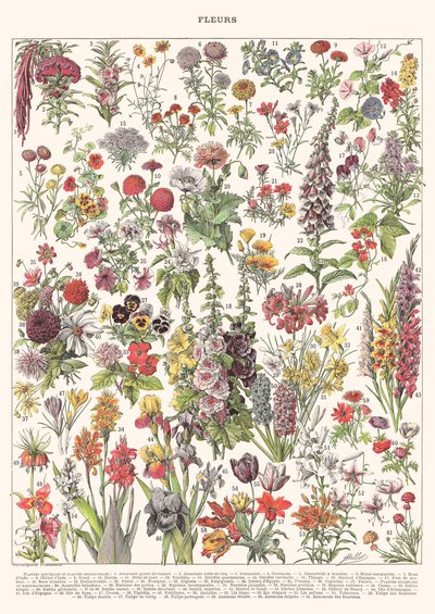 Fleur I - EDYCJA ASTER, 2023 (cyfrowa) autorstwa Florent Bodart