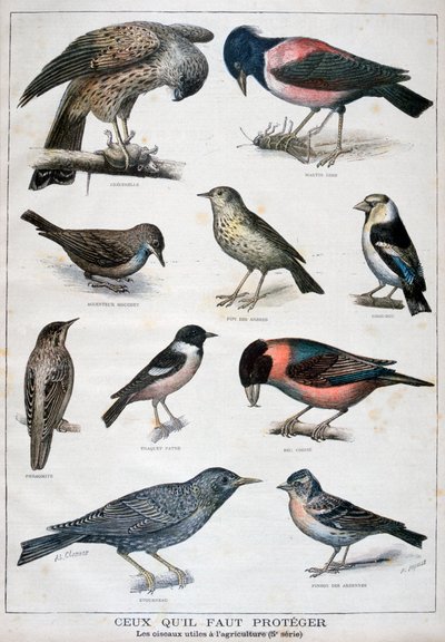 Ptaki chronione i pomocne w rolnictwie, 1897 autorstwa Fortuné Méaulle