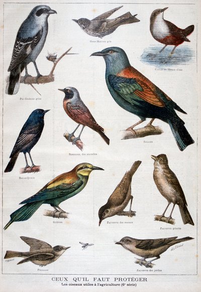 Ptaki chronione i pomocne w rolnictwie, 1897 autorstwa Fortuné Méaulle