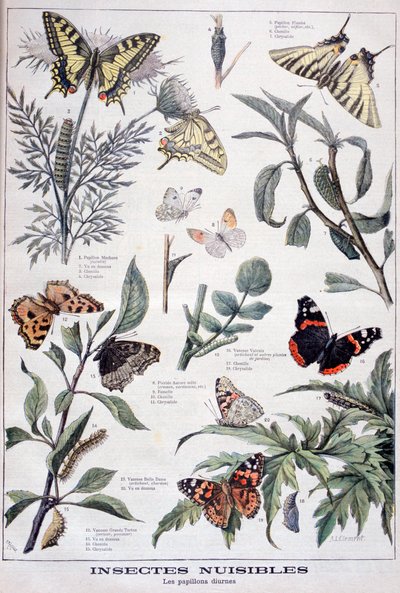 Szkodliwe owady: motyle dzienne, 1897 autorstwa Fortuné Méaulle