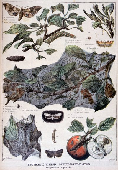 Szkodliwe owady: ćmy niszczące jabłonie, 1897 autorstwa Fortuné Méaulle