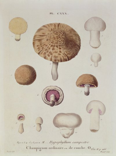 Hypophyllum campestre lub pieczarka polna, tablica 130 z „Iconographie des Champignons de J.J. Pauleta” J.H. Leveille, grawerowane przez Renarda, 1855 autorstwa Fossier