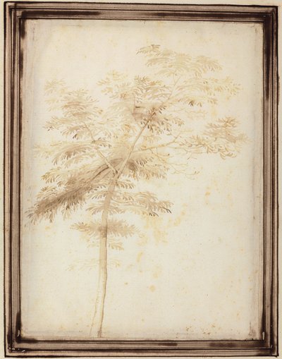 Studium drzewa autorstwa Fra Bartolomeo