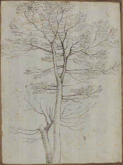 Nagie drzewo [verso] autorstwa Fra Bartolommeo