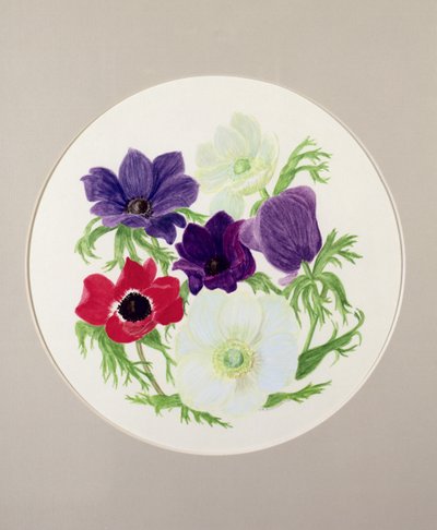 Zawilce autorstwa Frances Buckland