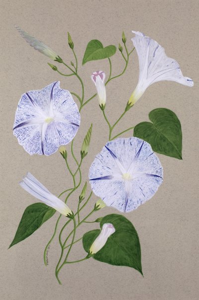 Convolvulus Cneorum autorstwa Frances Buckland