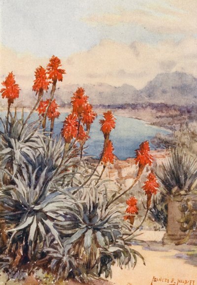 Czerwone aloesy (kolorowa litografia) autorstwa Frances Nesbitt