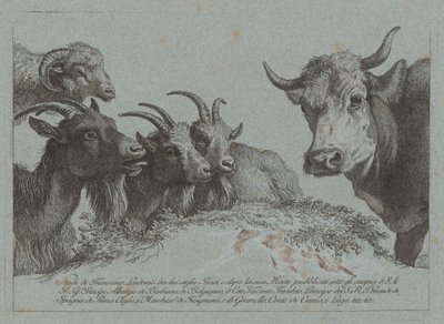 Studium głów: trzy kozy, wół i baran, opublikowane ok. 1783. autorstwa Francesco Londonio