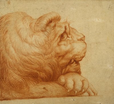 Głowa lwa z profilu (czerwona kreda na białym papierze) autorstwa Francesco de Rossi Salviati Cecchino