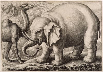 Słoń i wielbłąd, ryty Wenceslaus Hollar (1607-77) 1663 autorstwa Francis Barlow