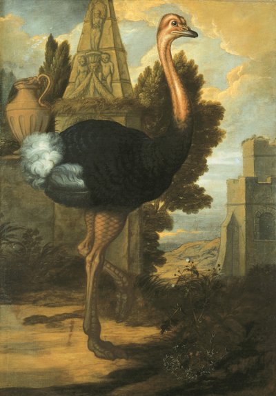 Struś autorstwa Francis Barlow