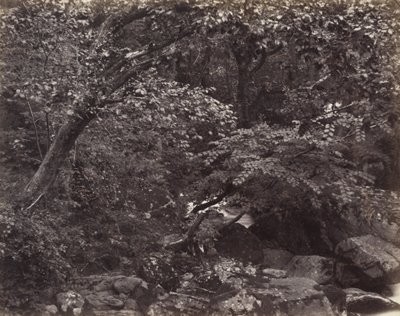 Glen w Lynmouth autorstwa Francis Bedford, Francis Frith