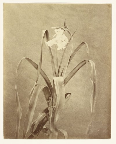 [Kwiaty] autorstwa Francis Edmond Currey