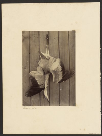 Czapla autorstwa Francis Edmond Currey