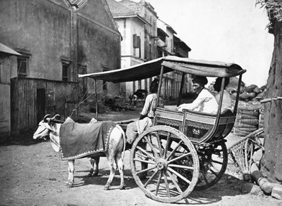Bombaj Hackerry, c.1875 autorstwa Francis Frith