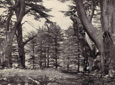 Cedry Libanu, ca. 1857. autorstwa Francis Frith