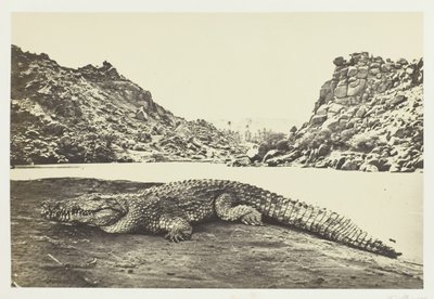 Krokodyl na ławicy piasku, 1857. autorstwa Francis Frith