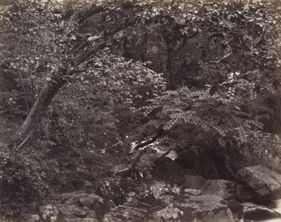 Glen w Lynmouth, lata 60. XIX wieku autorstwa Francis Frith