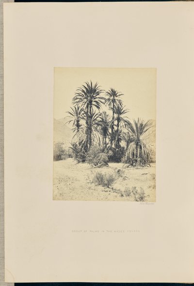 Grupa palm w Wadee Feyran autorstwa Francis Frith