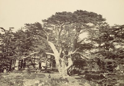 Największy z Cedrów, Góra Liban, 1857. autorstwa Francis Frith