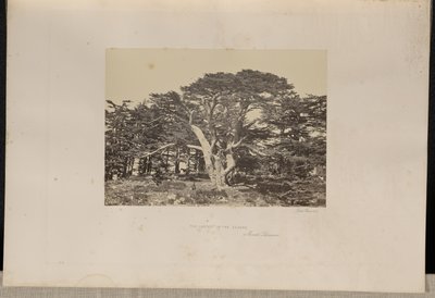 Największy z cedrów, Góra Liban autorstwa Francis Frith