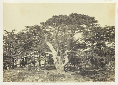 Największy z Cedrów, Góra Liban, 1857. autorstwa Francis Frith