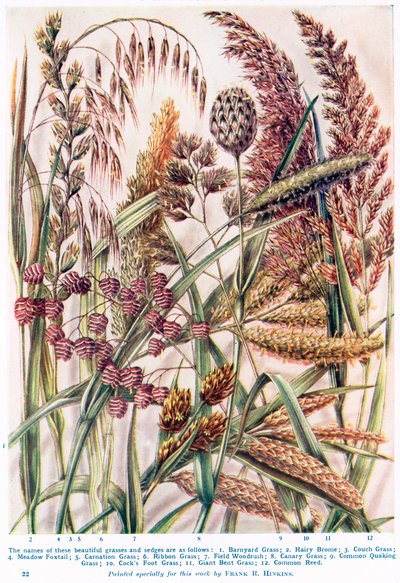  autorstwa Francis Robert Hinkins
