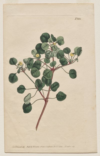 Magazyn botaniczny lub ogród kwiatowy Wyświetlane: Talerz 883, Euphorbia Petiolaris. Wilczomlecz długoszypułkowy autorstwa Francis Sansom