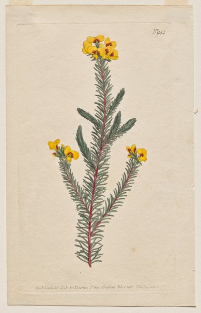 Magazyn botaniczny lub ogród kwiatowy Wyświetlane: Tablica 944, Dillwynia glaberrima. Dillwynnia gładkolistna. [Dillwynia ericifolia gaberrima] autorstwa Francis Sansom