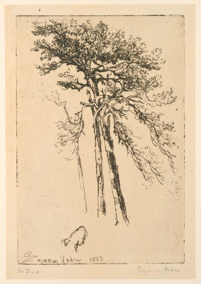 szkockie jodły autorstwa Francis Seymour Haden