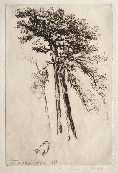 Najnowsze drzewo autorstwa Francis Seymour Haden