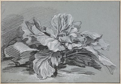 Analiza kapusty autorstwa François Boucher