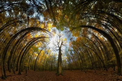 Jesienny tunel w lesie autorstwa Francois Casanova