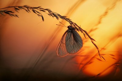 Motyl „Złota godzina” autorstwa Francois Casanova