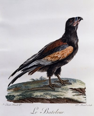 Dorosły Bateleur (Terathopius ecaudatus), grawerowanie z Histoire Naturelle des Oiseaux d